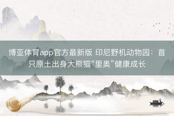 博亚体育app官方最新版 印尼野机动物园：首只原土出身大熊猫“里奥”健康成长